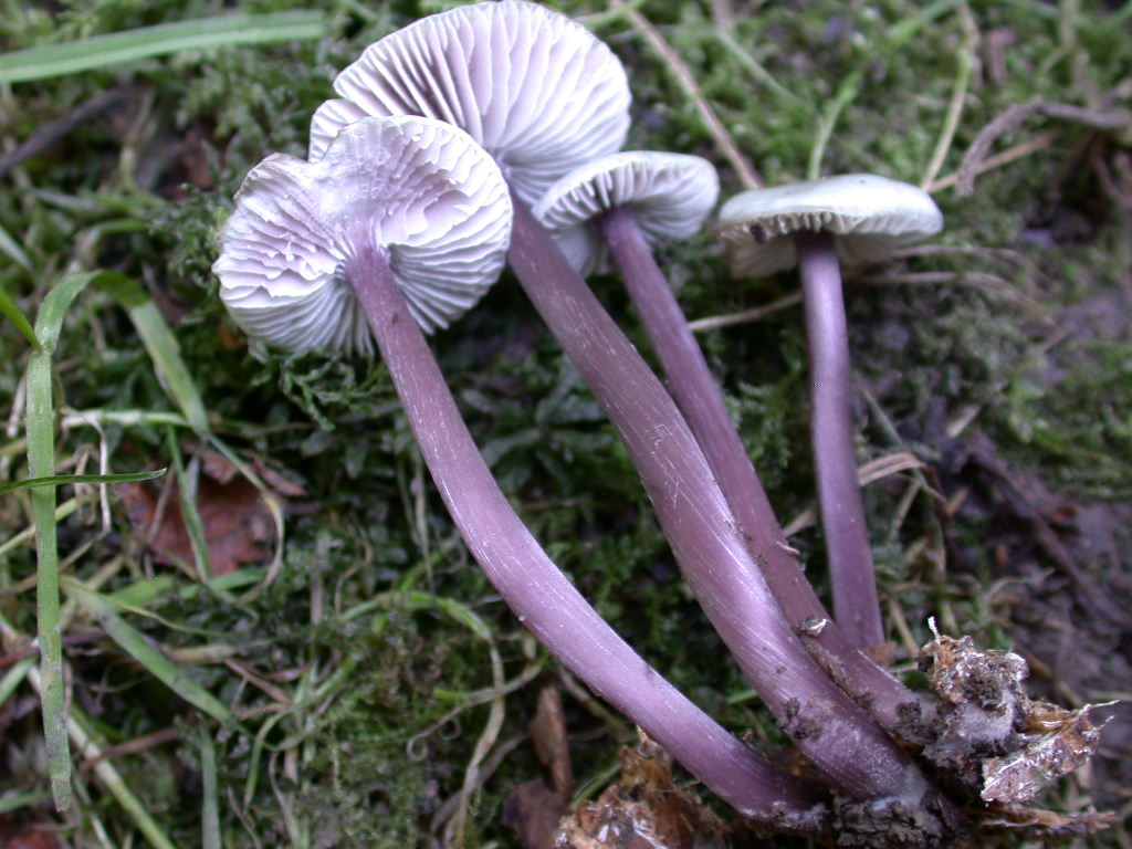 Purpurea .. il pura !!!